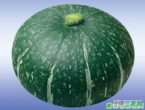 绿蜜栗南瓜品种好不好？