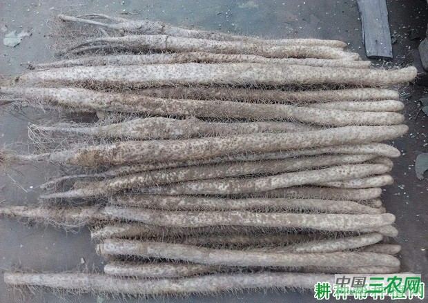 麻沙山药1号山药品种好不好？