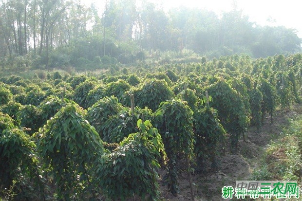 麻沙山药1号山药品种好不好？