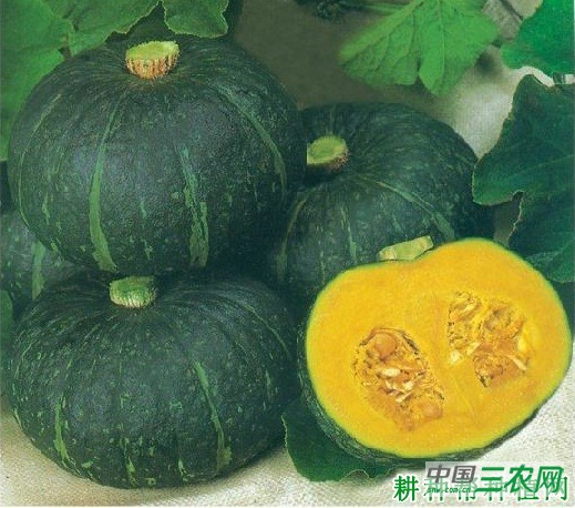 甘栗南瓜品种好不好？