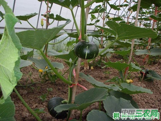 甘栗南瓜品种好不好？