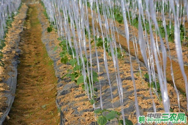 甘栗南瓜品种好不好？