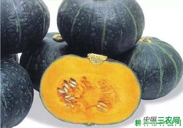新品一号南瓜品种好不好？