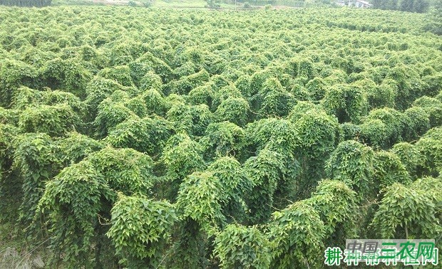 闽选山药1号山药品种好不好？