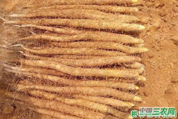 闽选山药1号山药品种好不好？