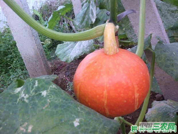 红蜜1号南瓜品种好不好？