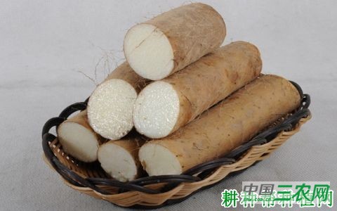 桂淮10号山药品种好不好？