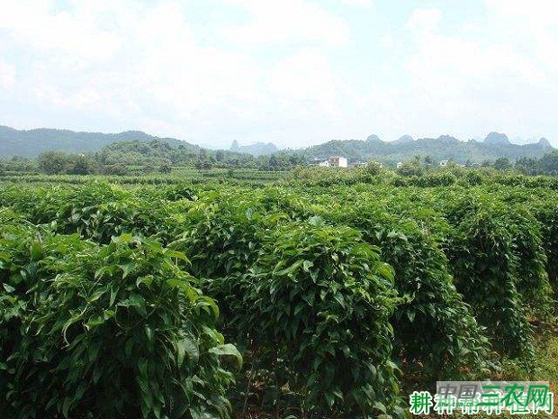 桂淮10号山药品种好不好？