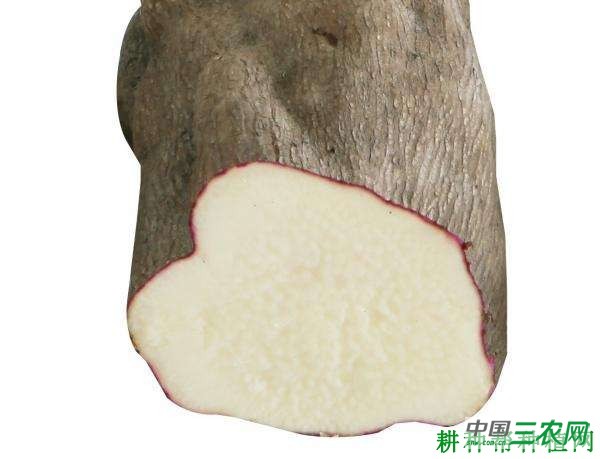 晋山药1号山药品种好不好？