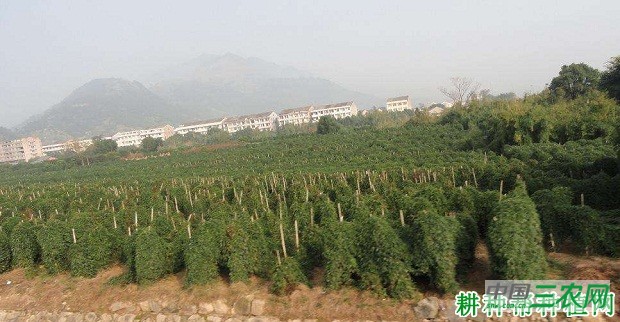 阳明山山药品种好不好？