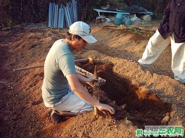阳明山山药品种好不好？