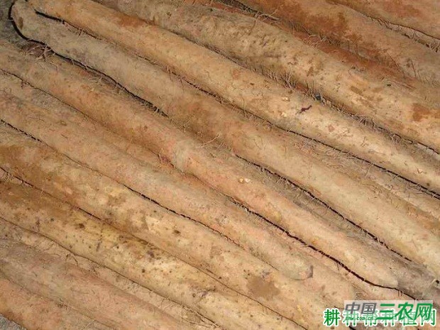 桂淮11号山药品种好不好？