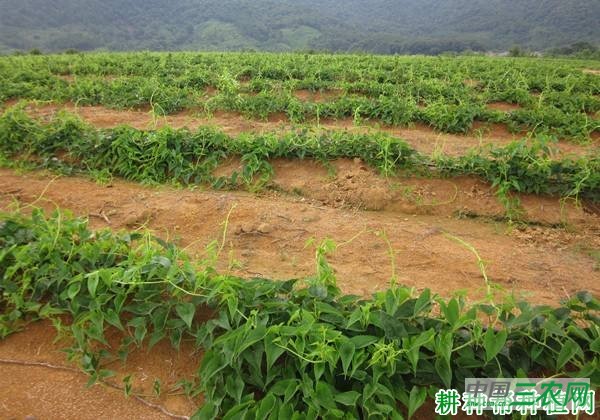 桂淮11号山药品种好不好？