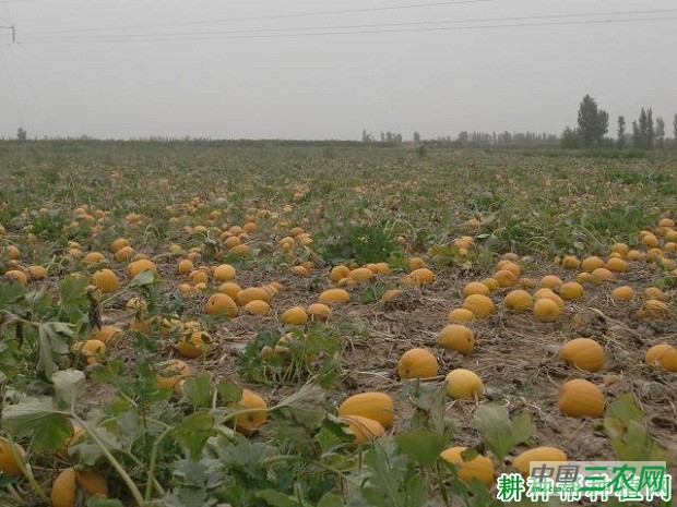 金丰光板南瓜品种好不好？