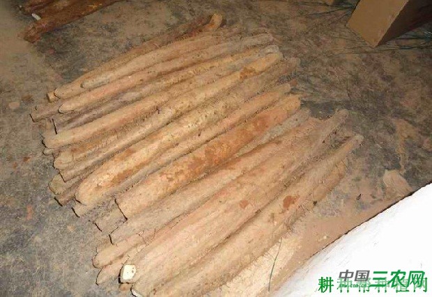 芹峰淮山山药品种好不好？