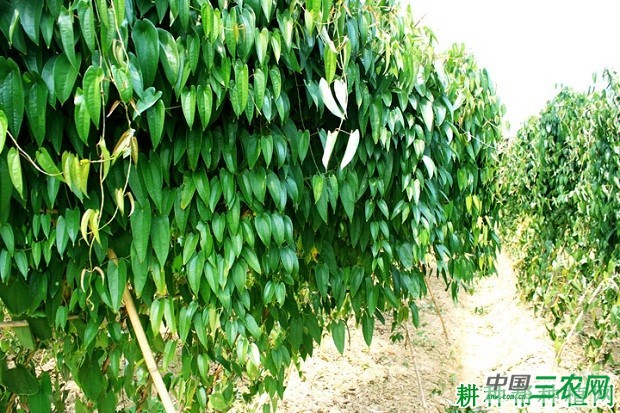 芹峰淮山山药品种好不好？