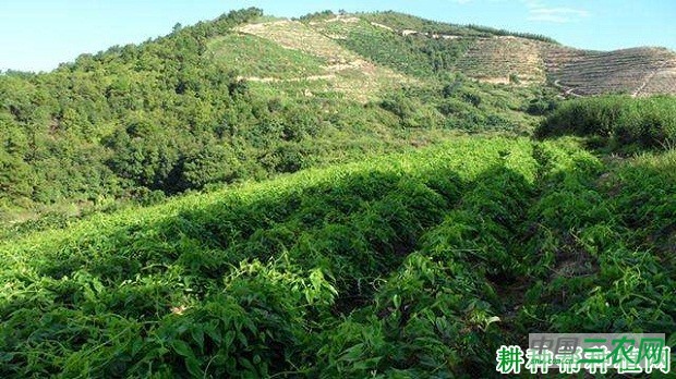 桂淮12号山药品种好不好？