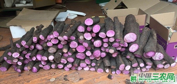 桂淮12号山药品种好不好？