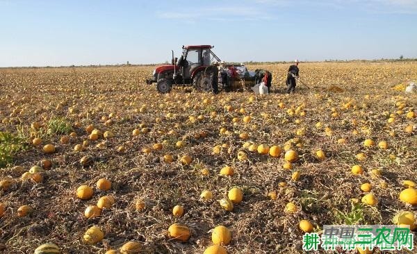 金丰无壳南瓜品种好不好？