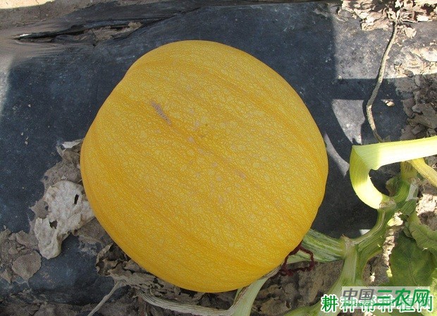 金丰无壳南瓜品种好不好？