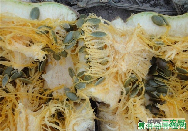 金丰无壳南瓜品种好不好？