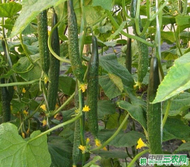 广研1号黄瓜品种好不好？