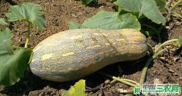 桂丰1号南瓜品种好不好？