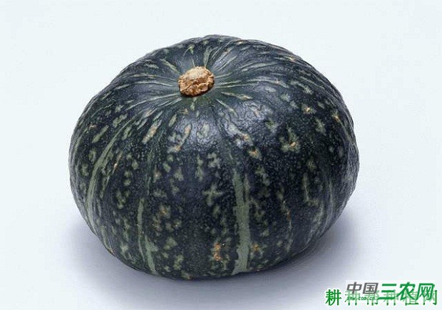 墨玉宝南瓜品种好不好？