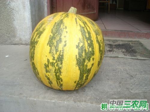 金平果三星南瓜品种好不好？