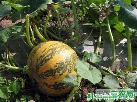 金平果三星南瓜品种好不好？