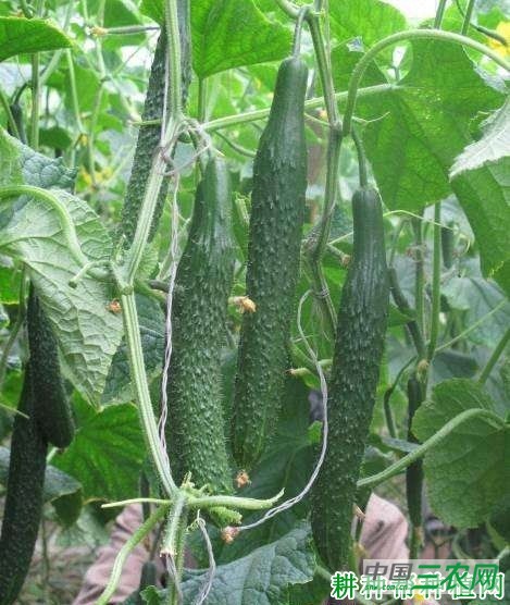 津优307号黄瓜品种好不好？