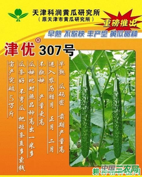 津优307号黄瓜品种好不好？
