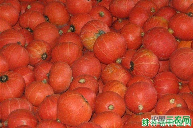 红运2号南瓜品种好不好？