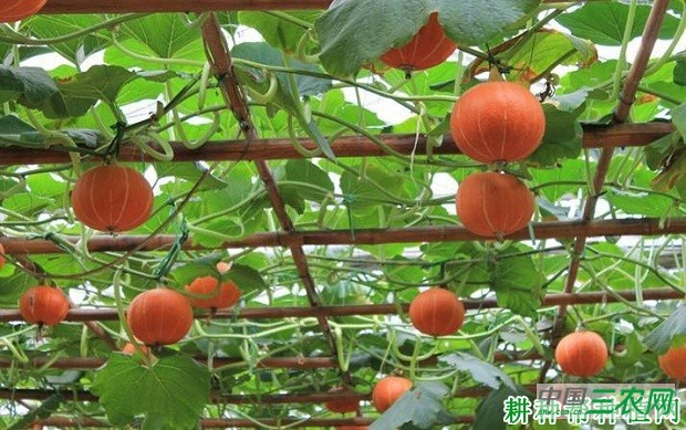 红运2号南瓜品种好不好？