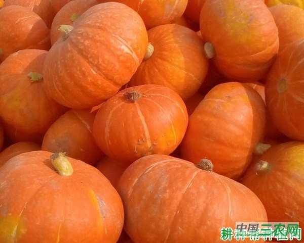 川甜2号南瓜品种好不好？