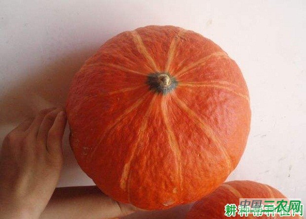 红帅南瓜品种好不好？