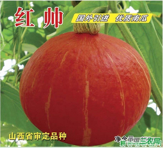 红帅南瓜品种好不好？