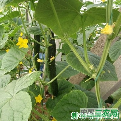 明研1号黄瓜品种好不好？