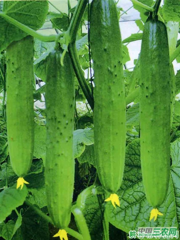 翠龙黄瓜品种好不好？
