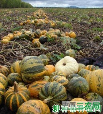 金星二号南瓜品种好不好？