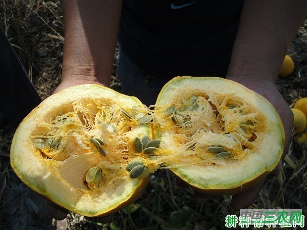 金星二号南瓜品种好不好？