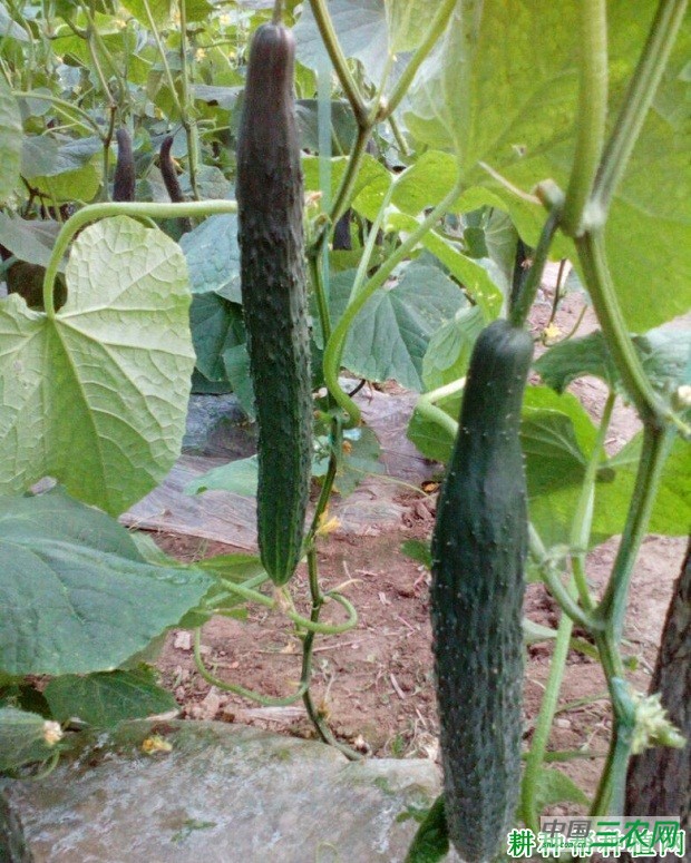 中农106号黄瓜品种好不好？