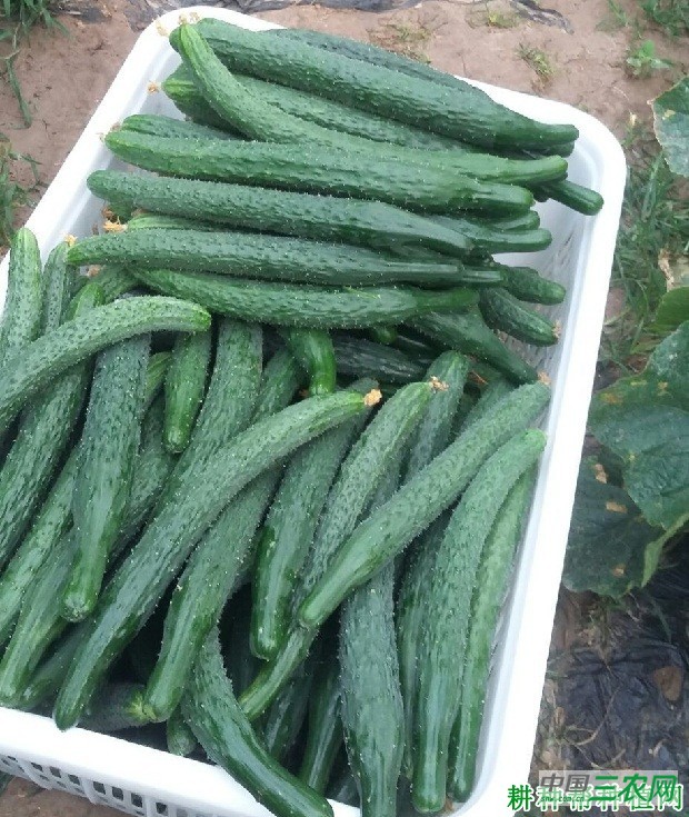 中农106号黄瓜品种好不好？