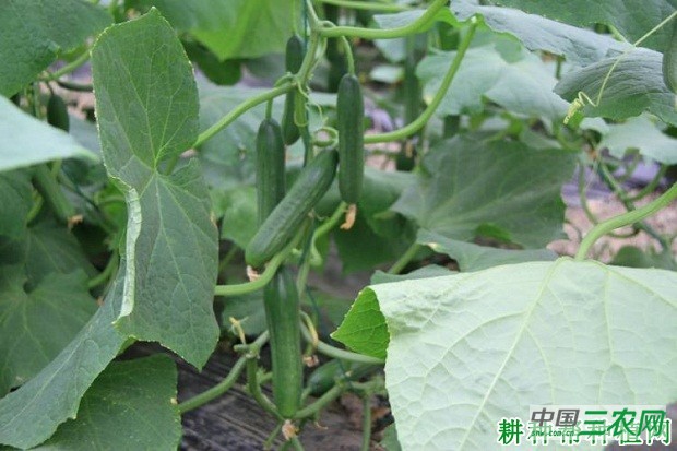 浙秀1号黄瓜品种好不好？