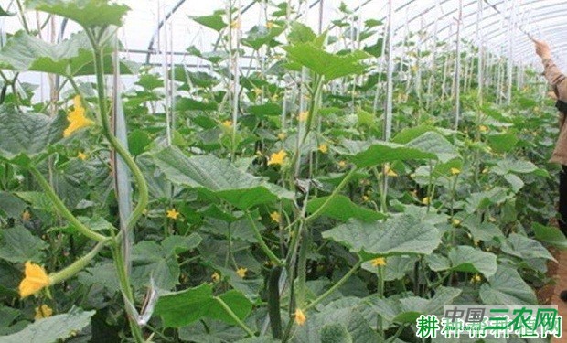 博美517黄瓜品种好不好？