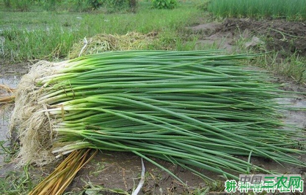 灵香1号香葱品种好不好？