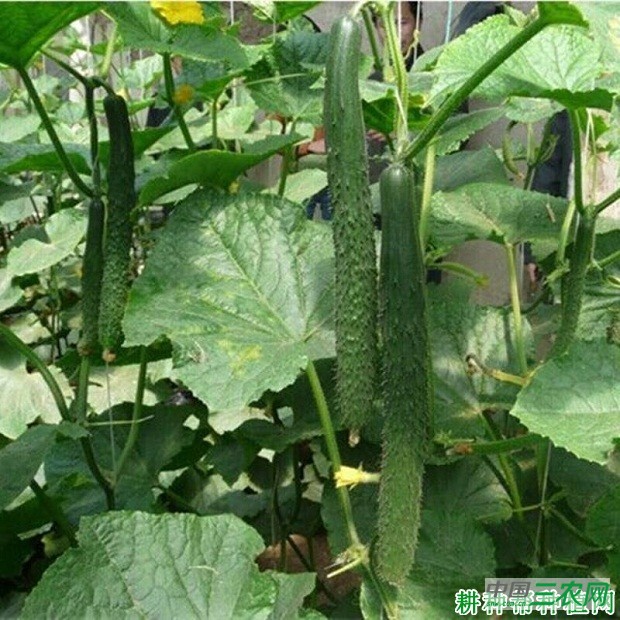 华绿一号黄瓜品种好不好？
