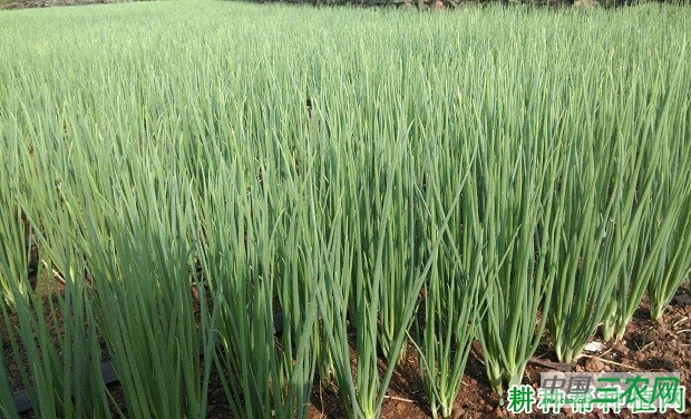 灵香1号香葱品种好不好？