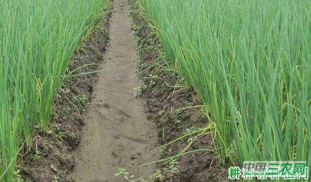 灵香2号香葱品种好不好？