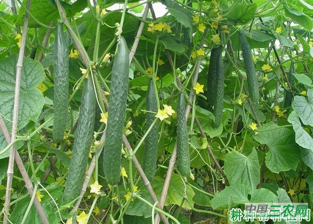 莱德502黄瓜品种好不好？